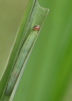 Eufala Skipper caterpillar
